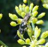 Andrena sp.